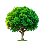 Árbol